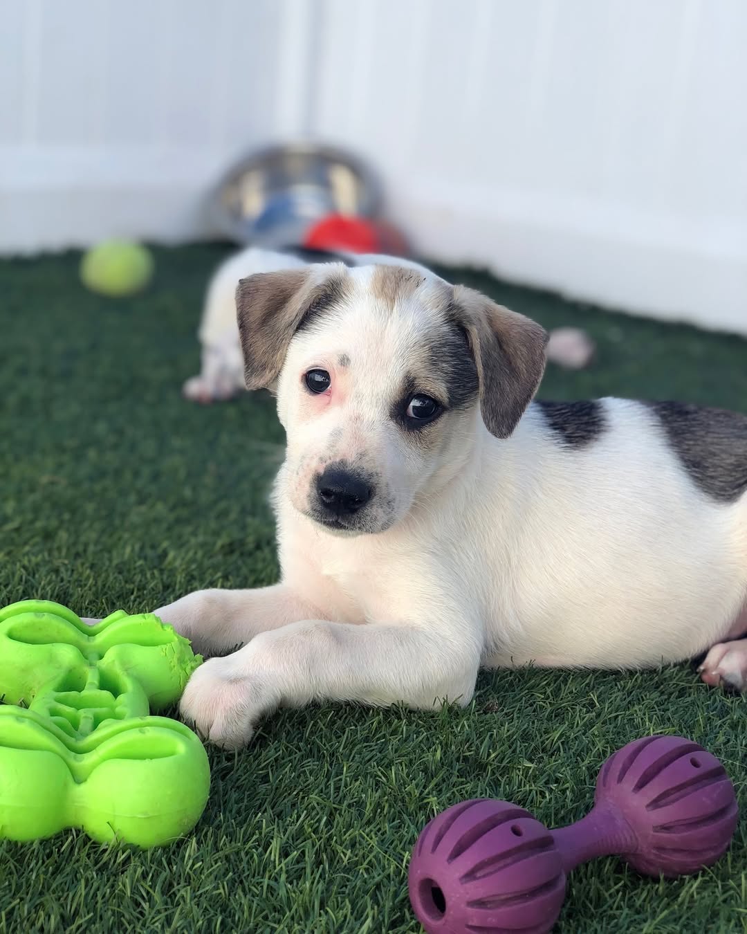 cute puppy laying down