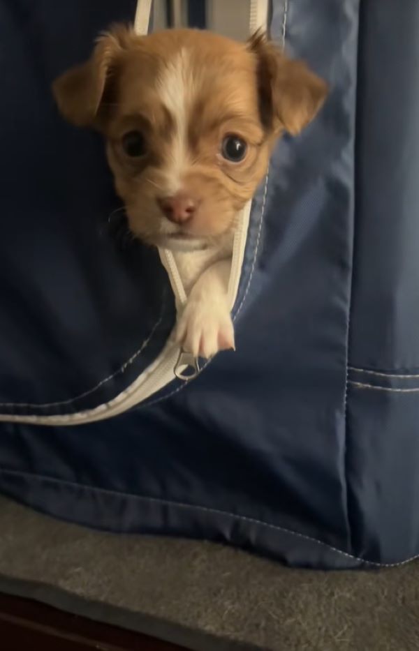 cute tiny dog