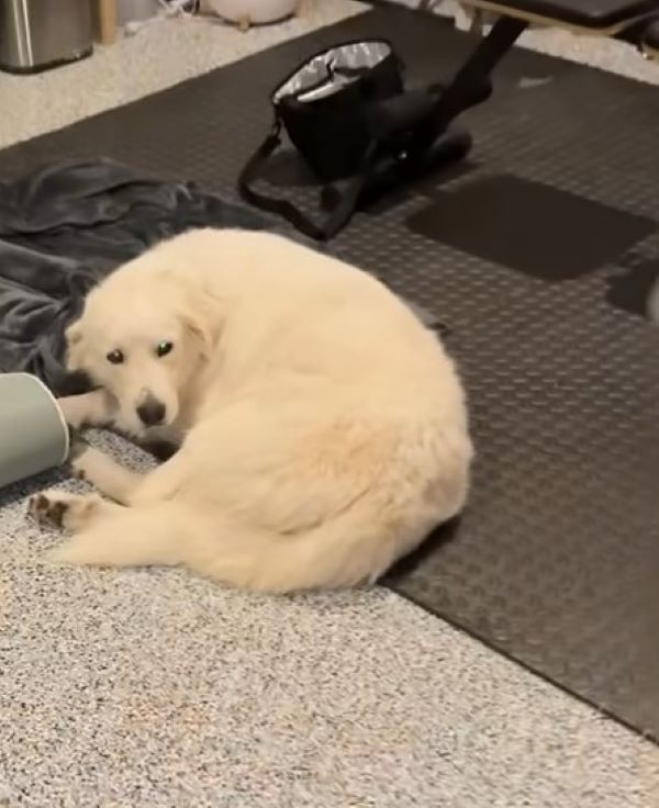 cute white dog