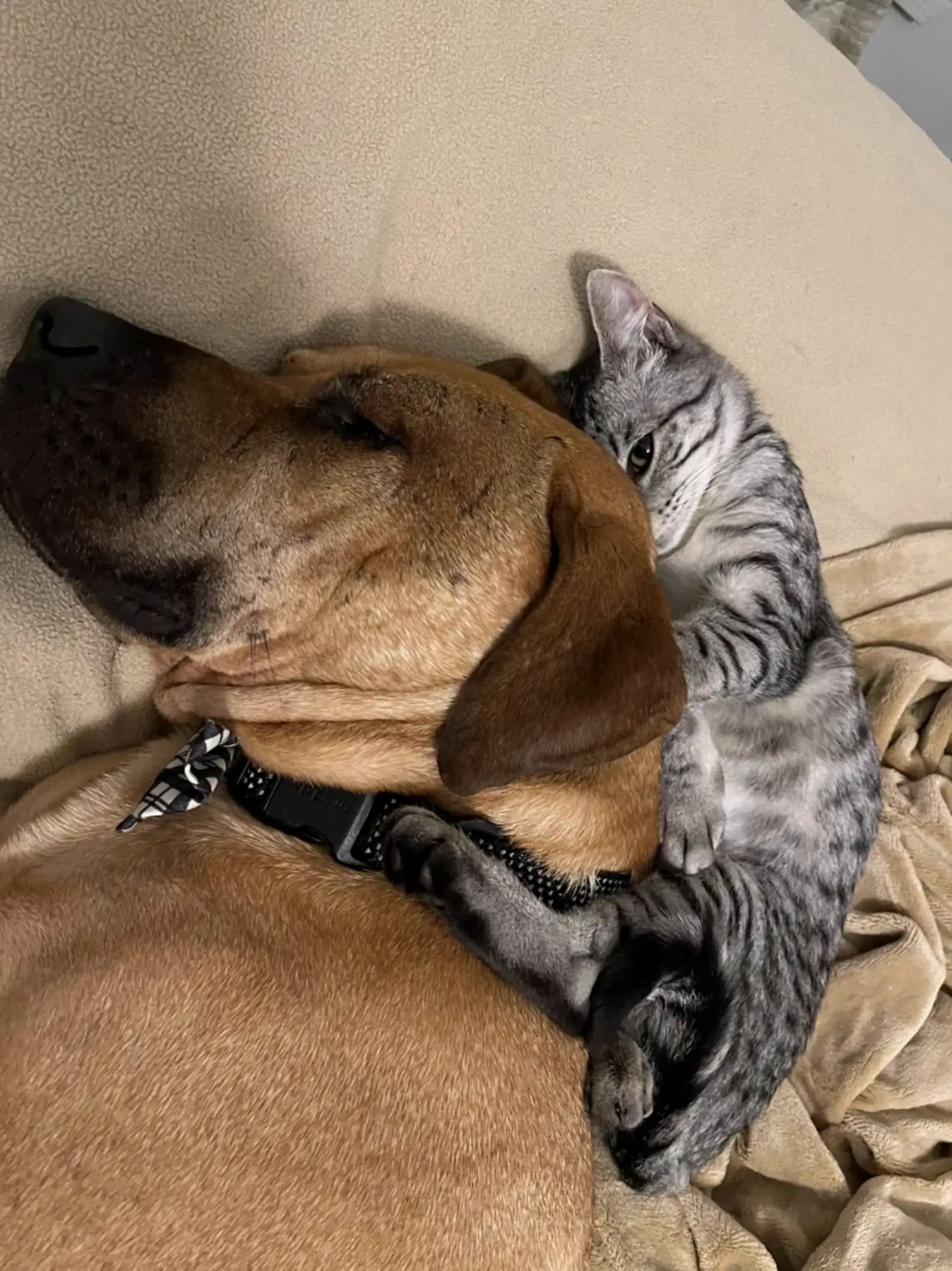dog and cat sleeping together