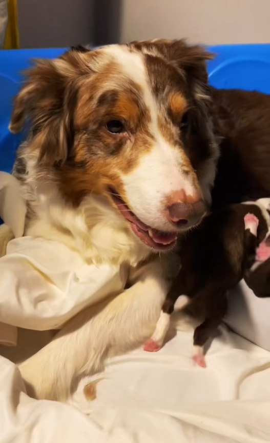 dog and puppy