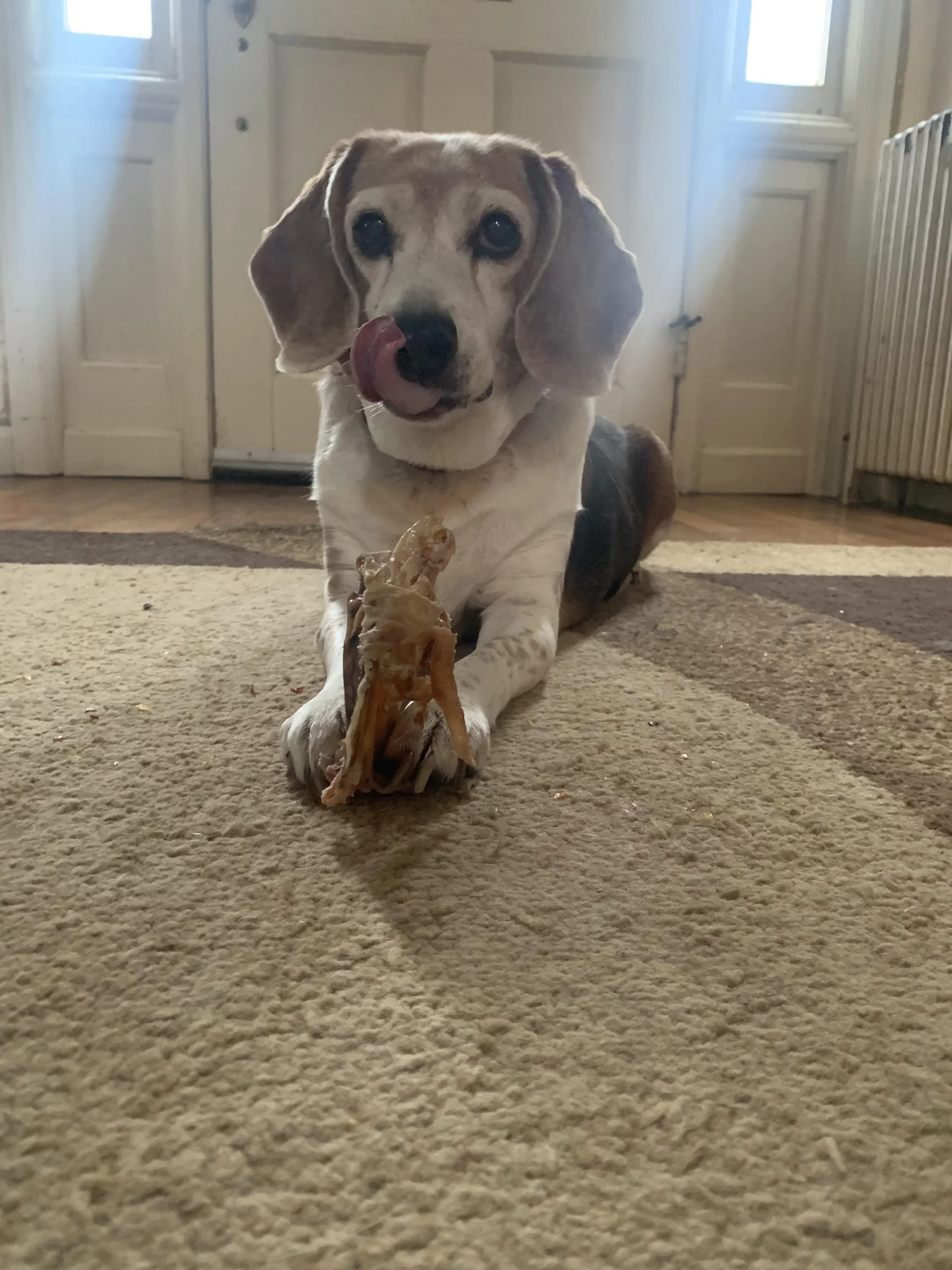 dog and toy