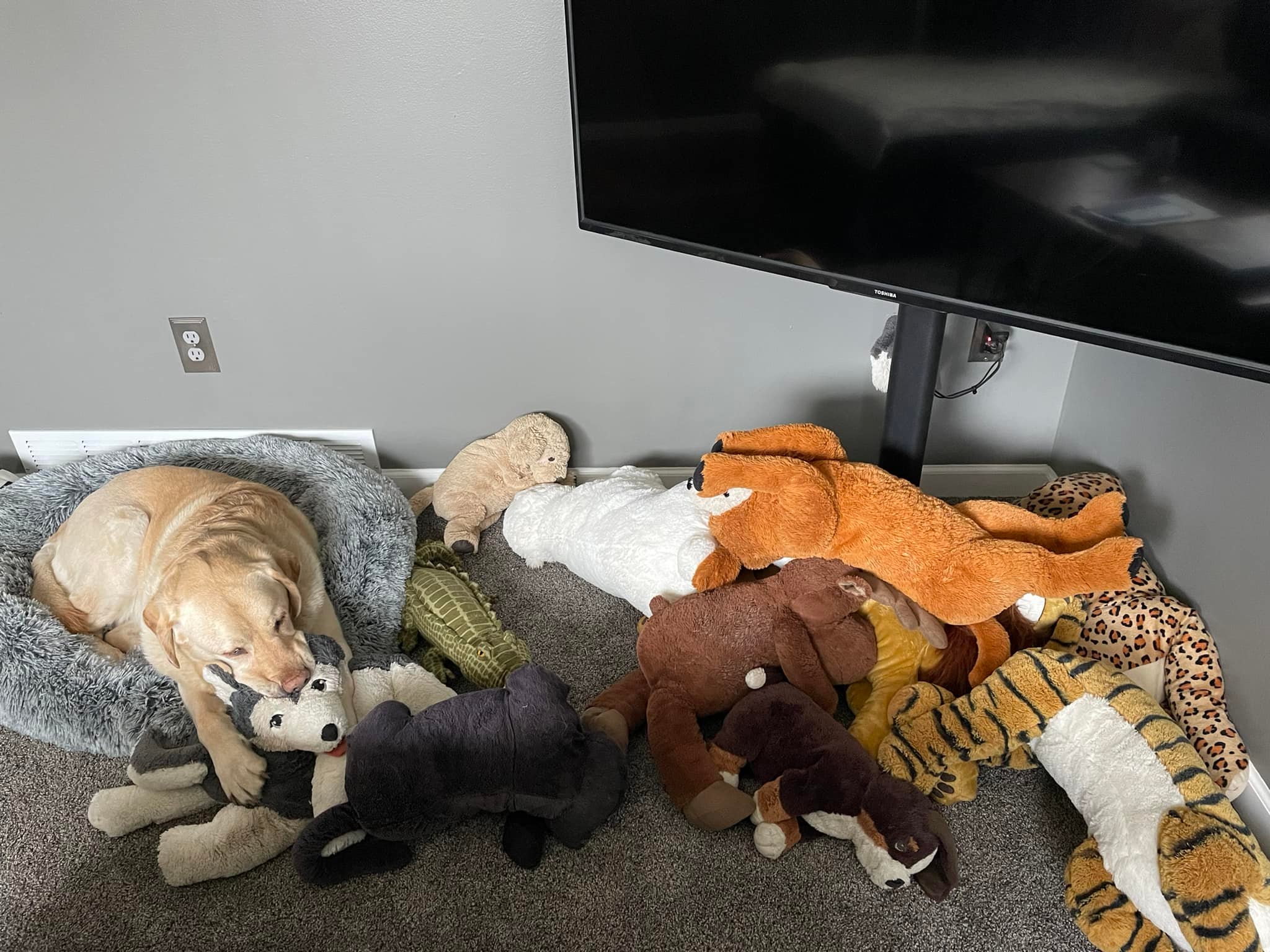 dog and toys