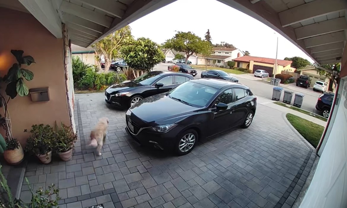dog and two cars