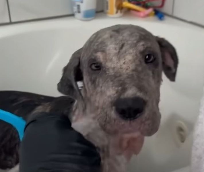 dog bathing