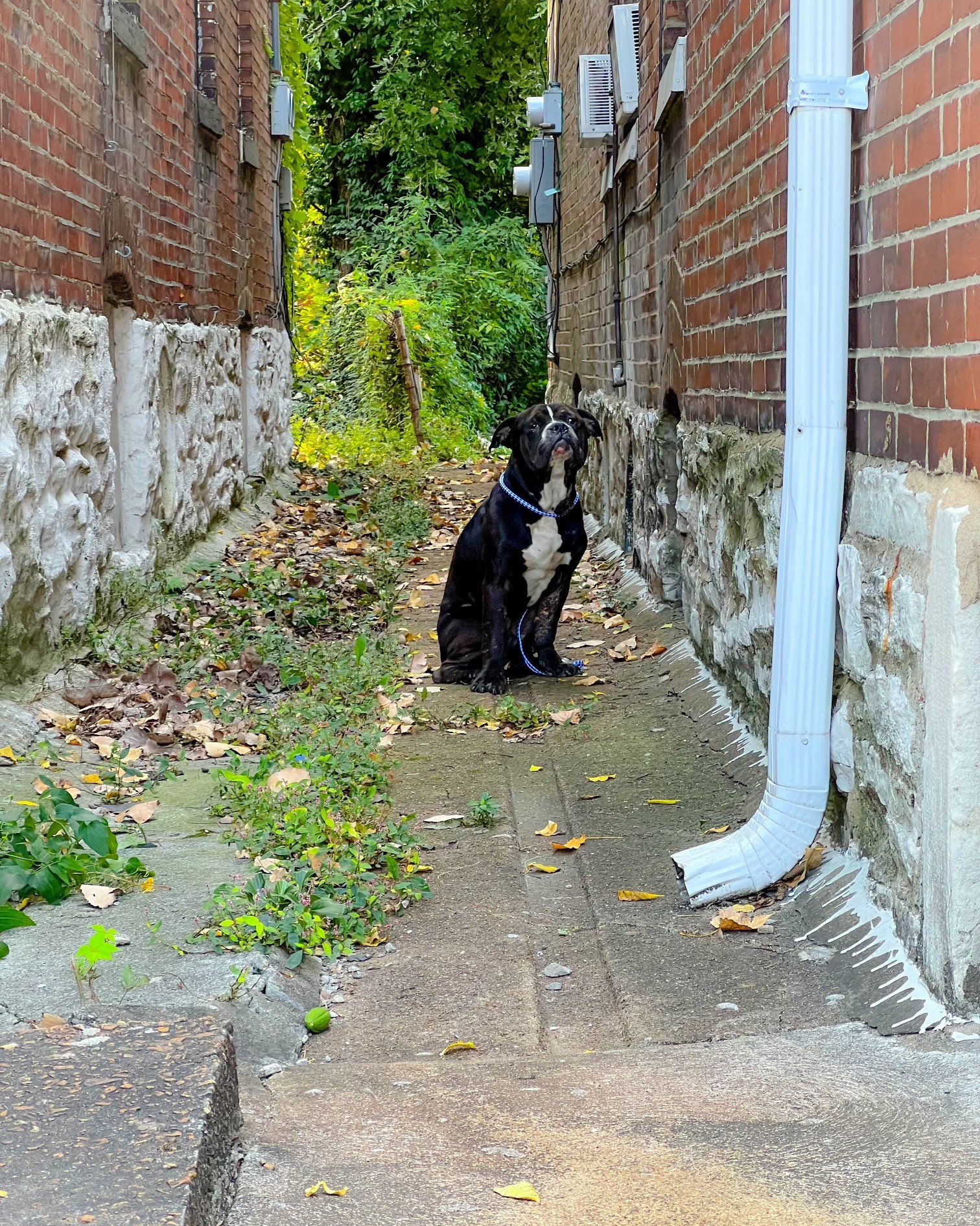 dog between buildings
