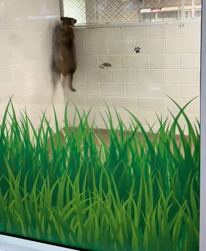 dog climbing on wall