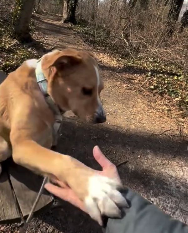 dog giving a paw