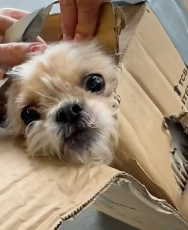 dog in a box