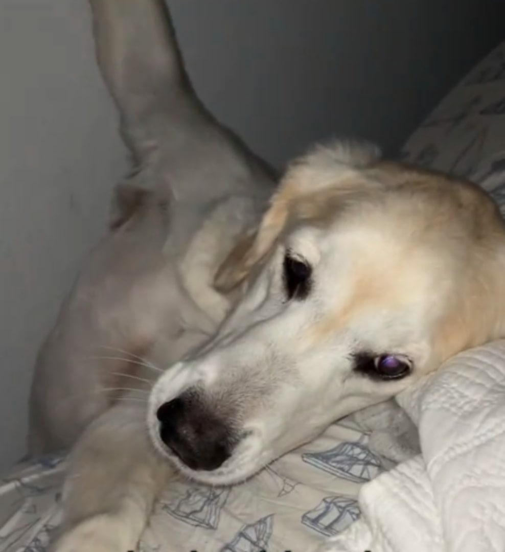 dog in bed