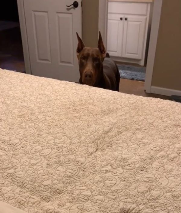 dog in bedroom