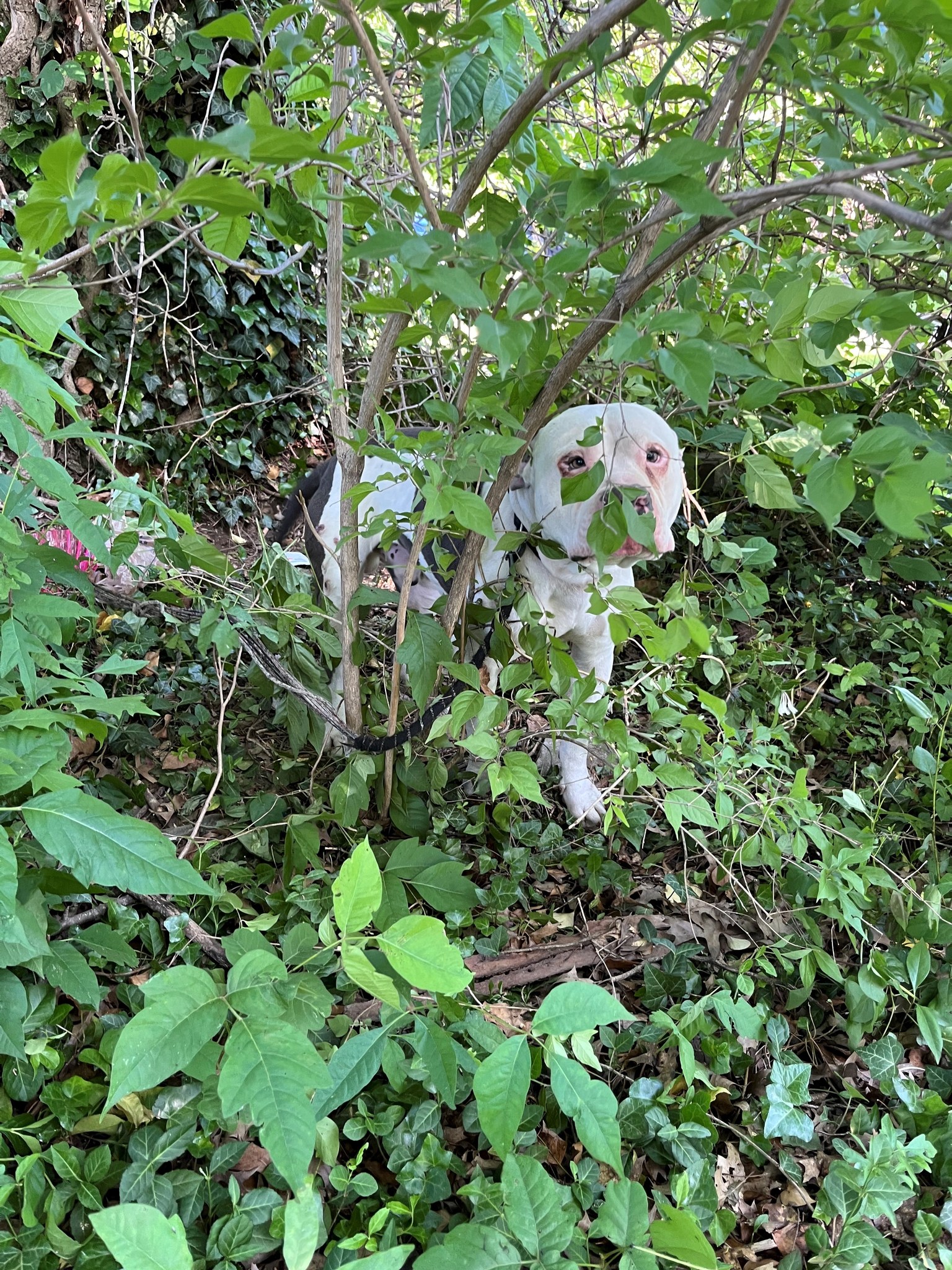 dog in bush