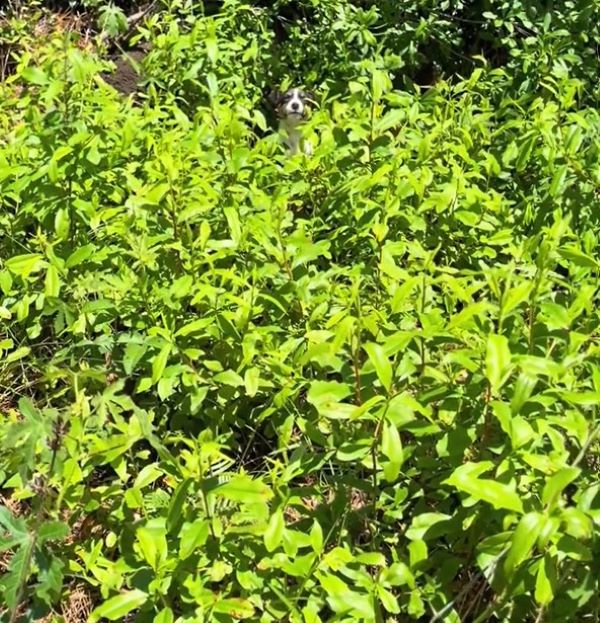 dog in bushes