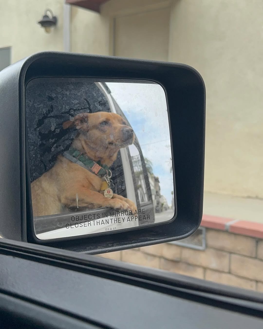 dog in car mirror