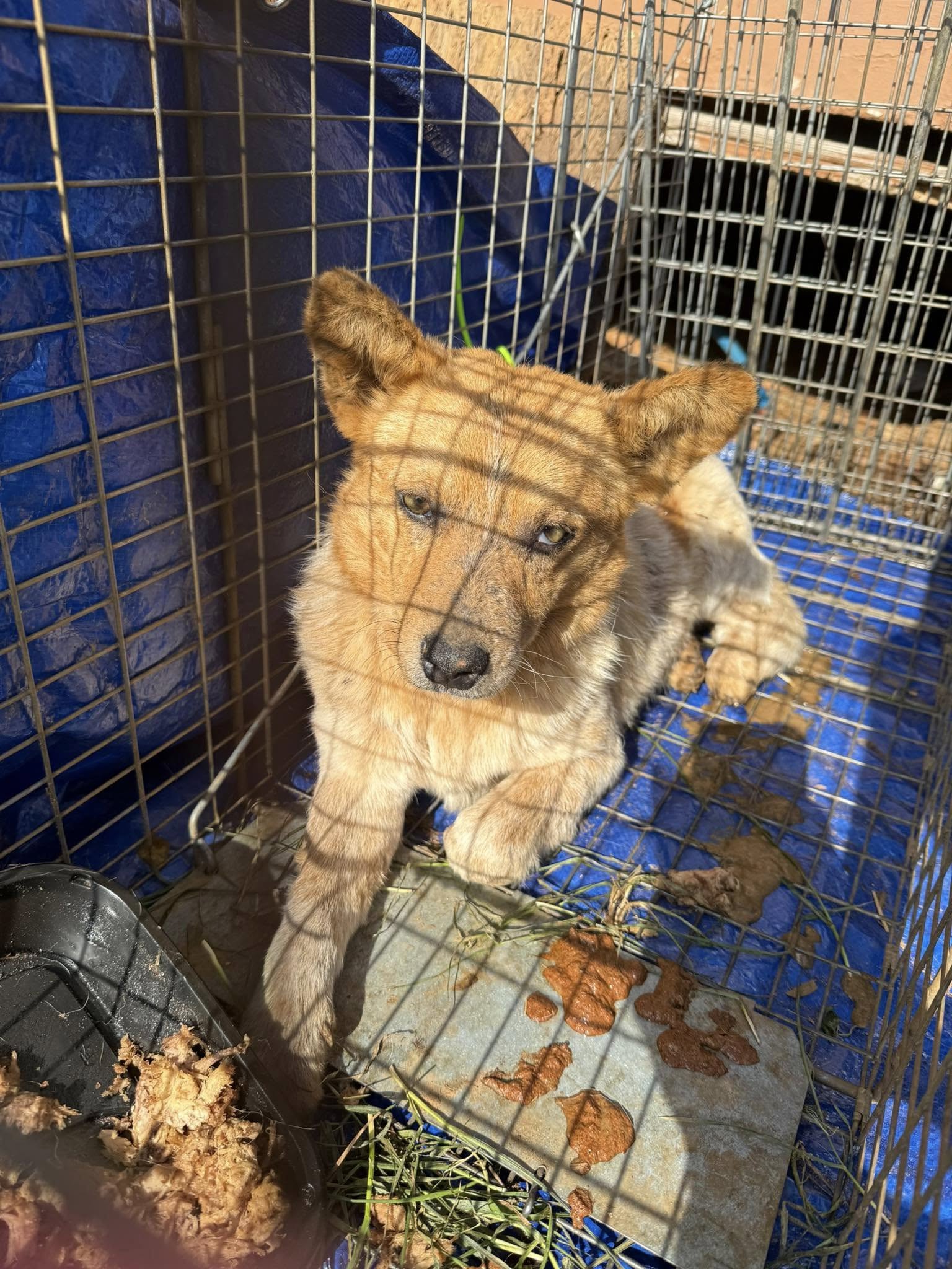 dog in crate