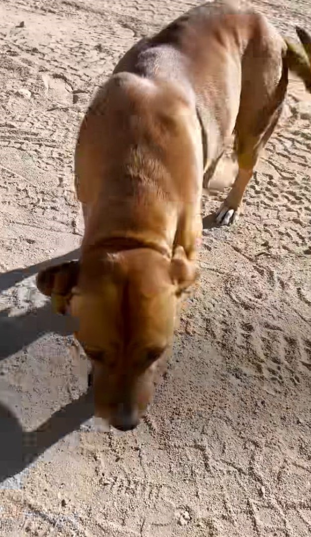dog in desert