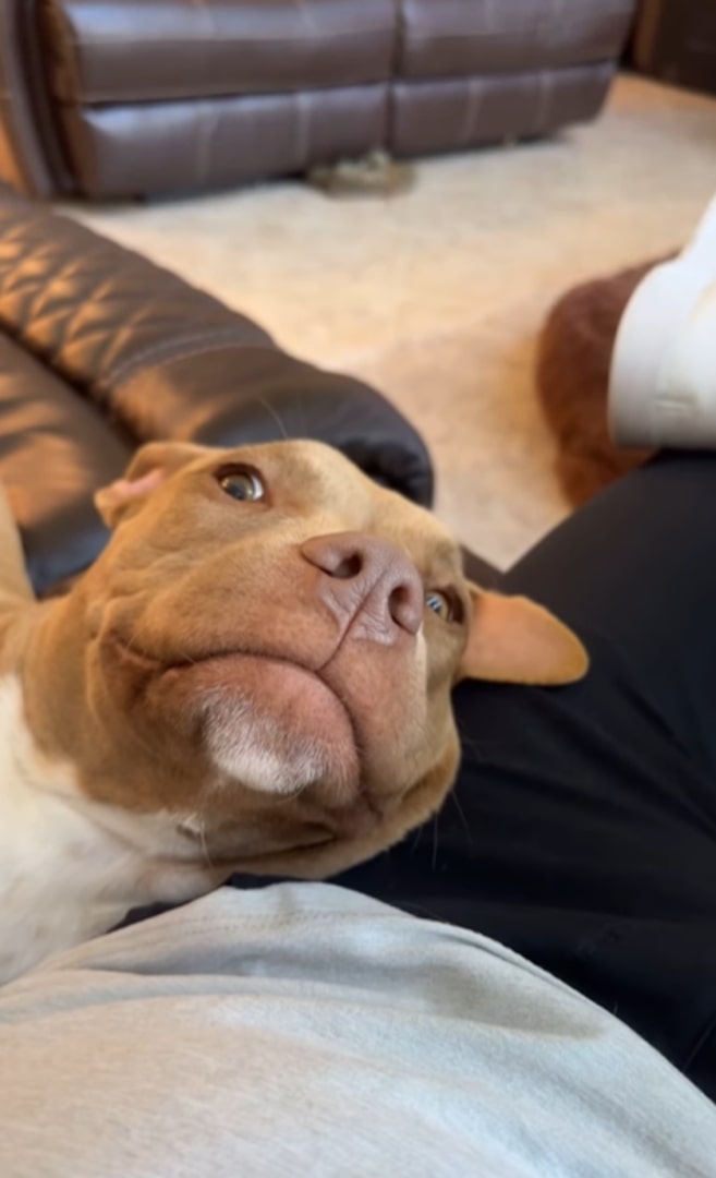 dog in owners lap