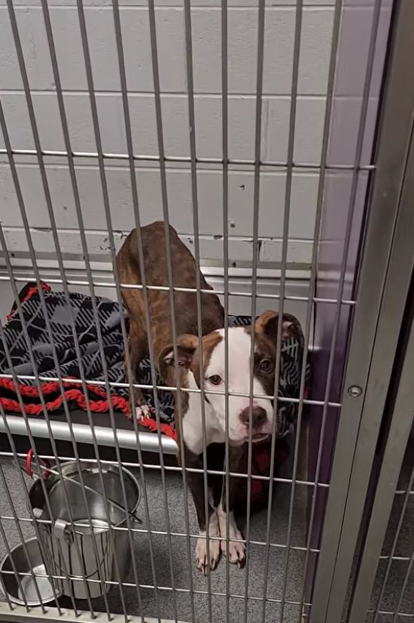 dog in shelter
