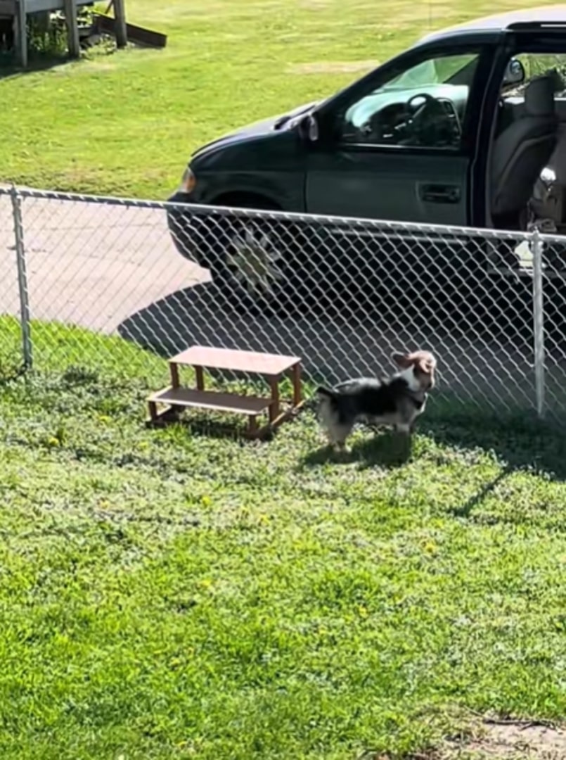 dog in yard