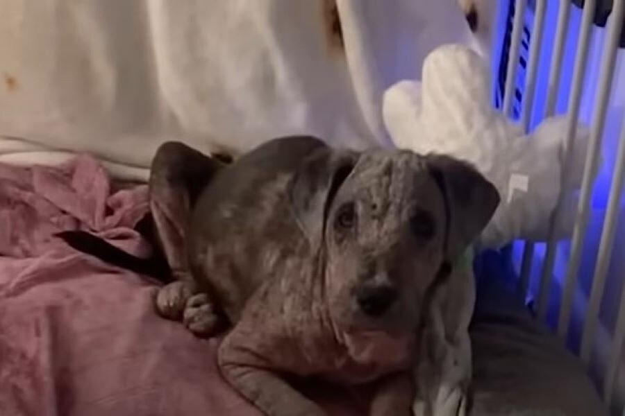 dog laying down