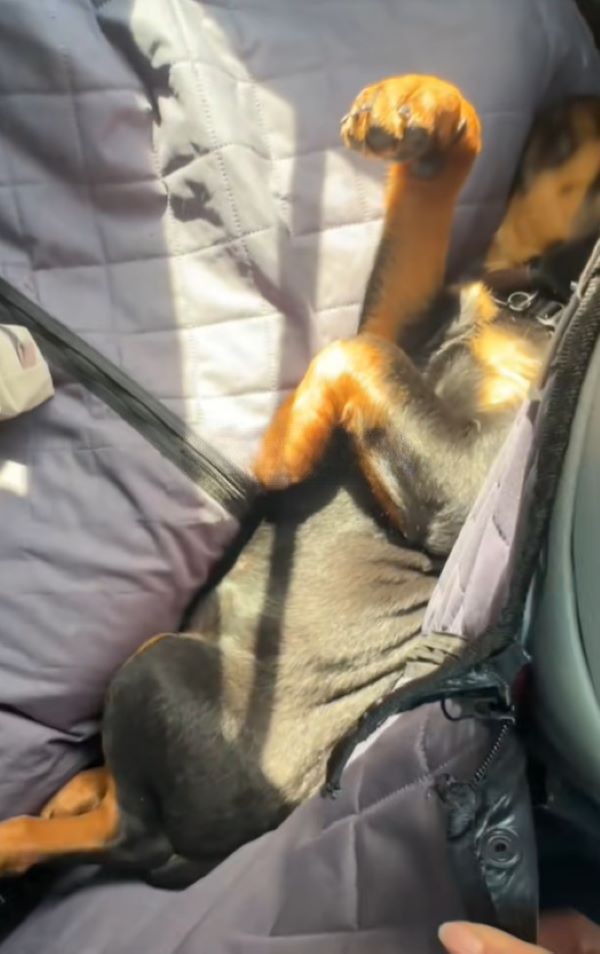 dog laying down