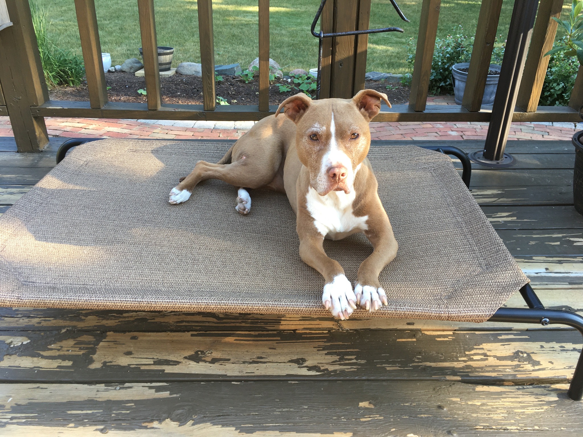 dog laying down