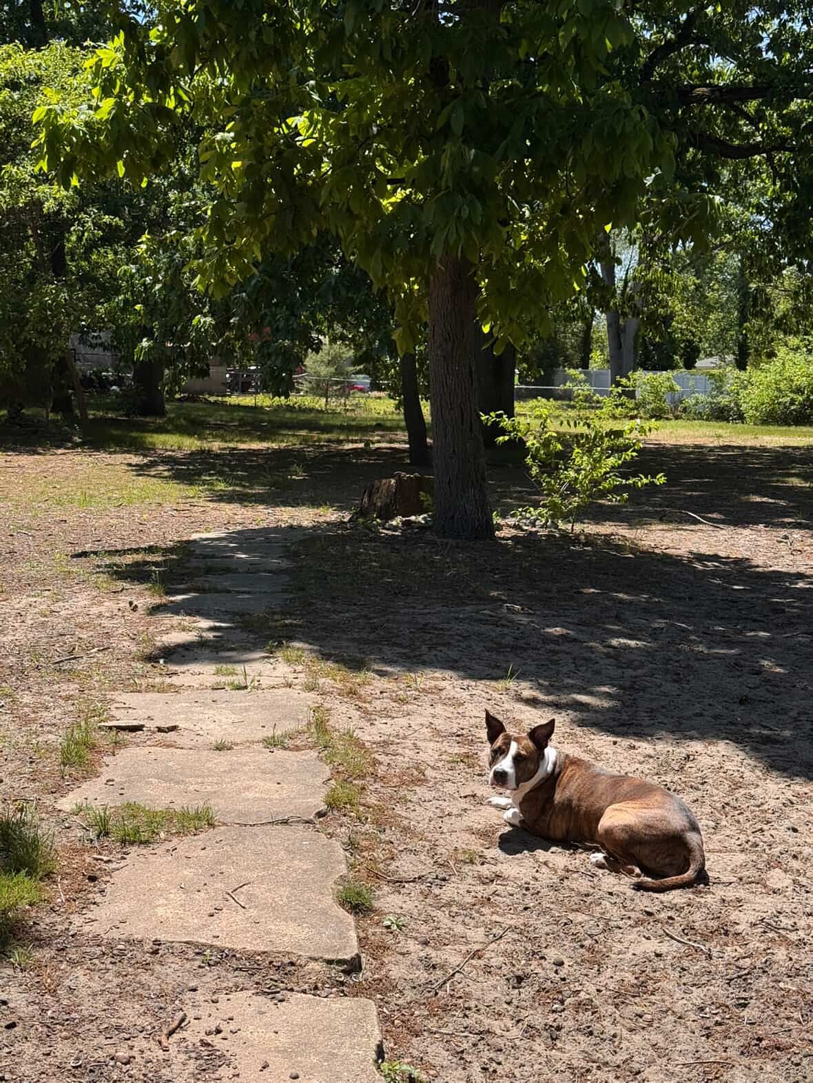 dog laying in park