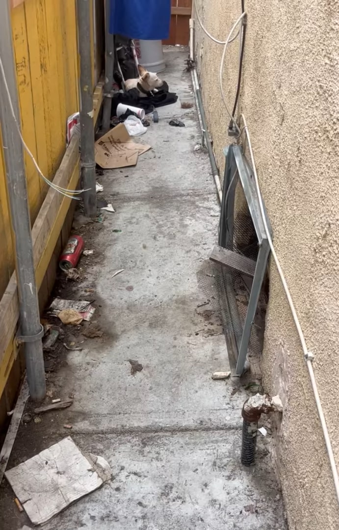 dog laying near house