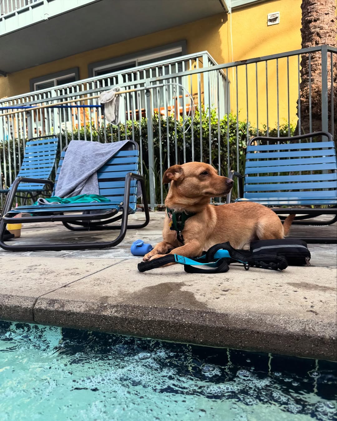 dog laying near pool
