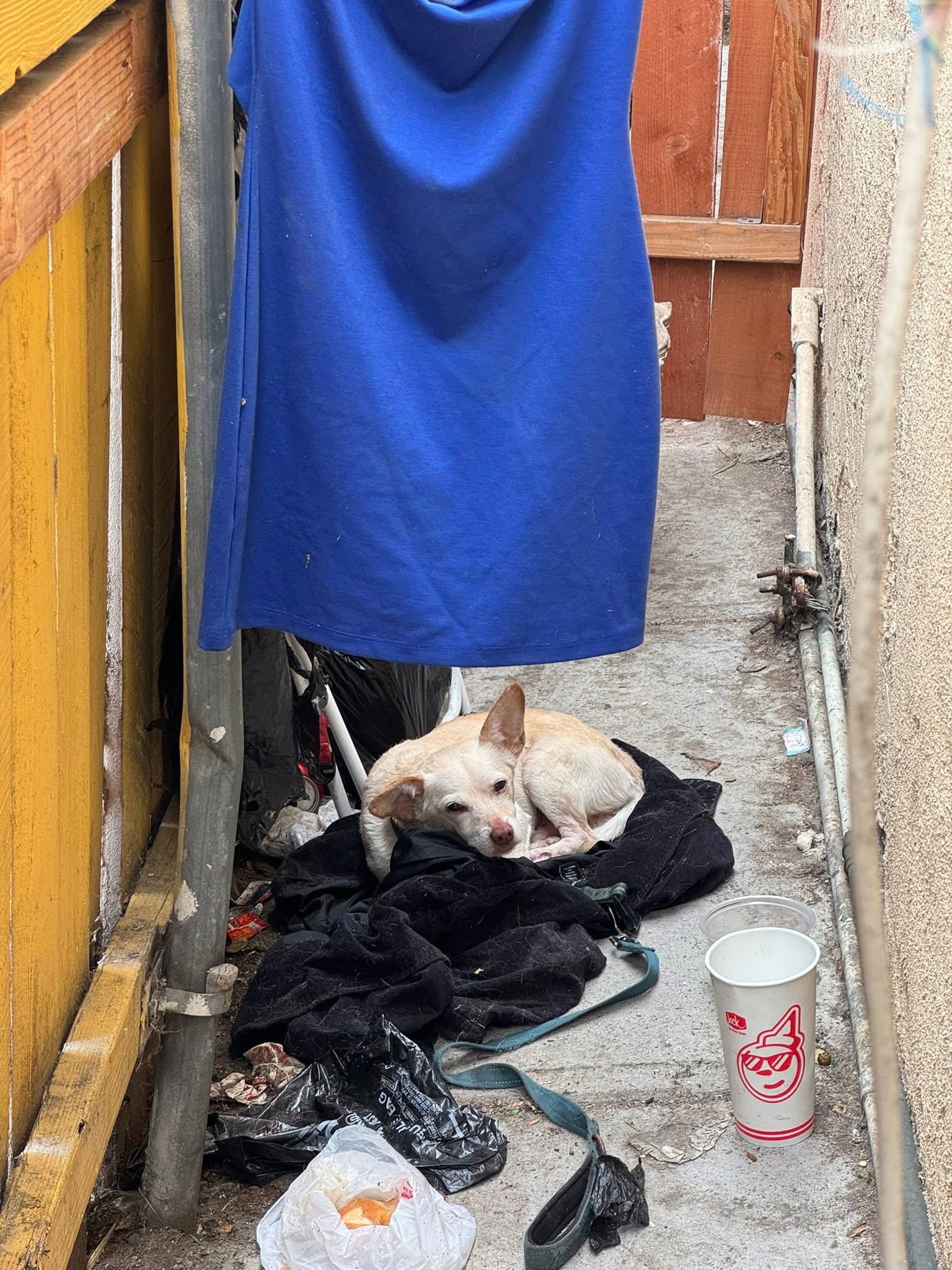 dog laying on clothes