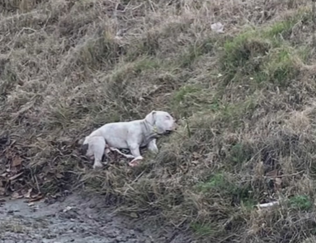 dog laying on grass