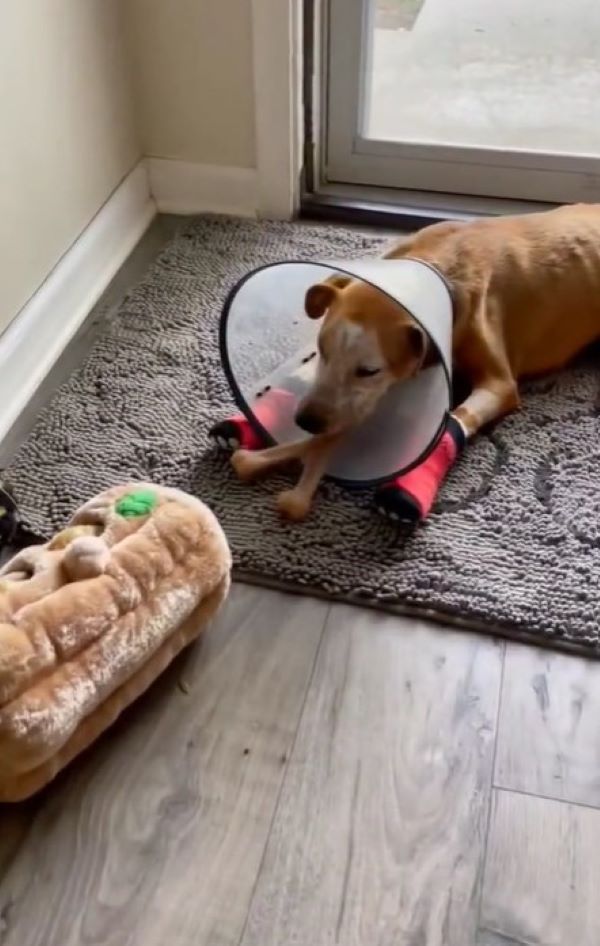 dog laying on the floor