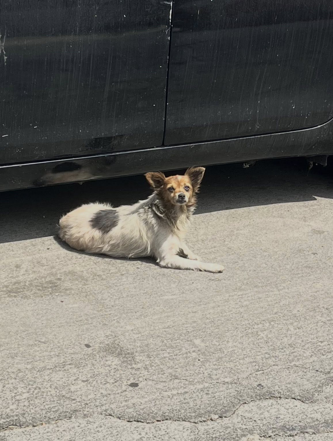 dog laying under car