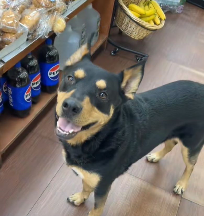 dog looking up