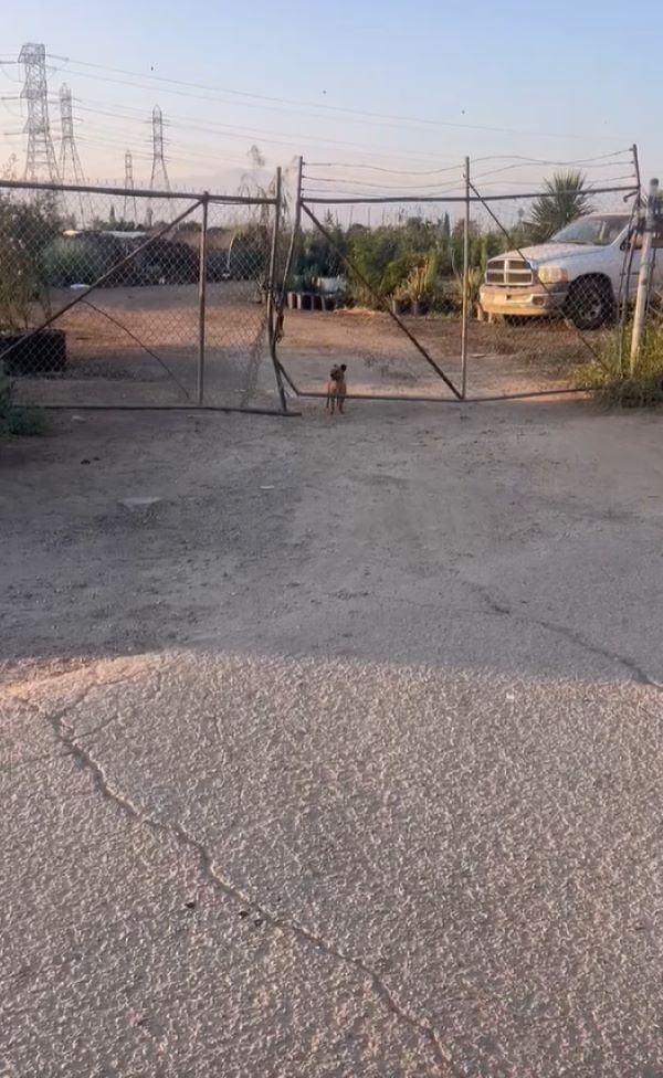dog near gate