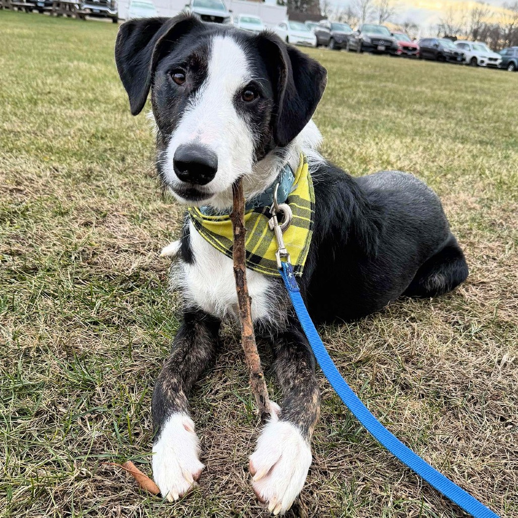 dog on a leash
