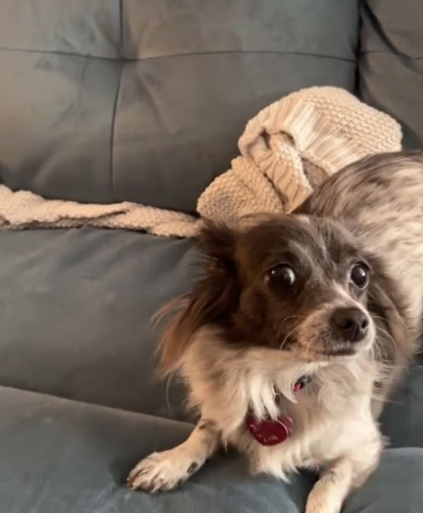 dog on couch