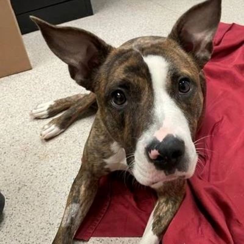dog-on-red-blanket