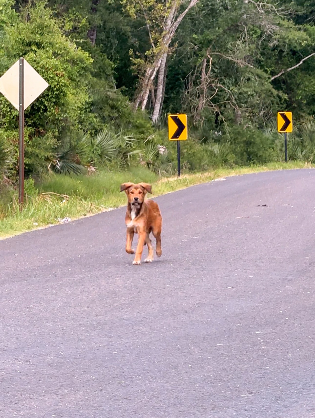 dog on road