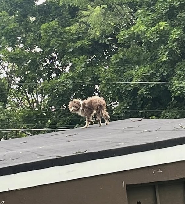 dog on rooftop