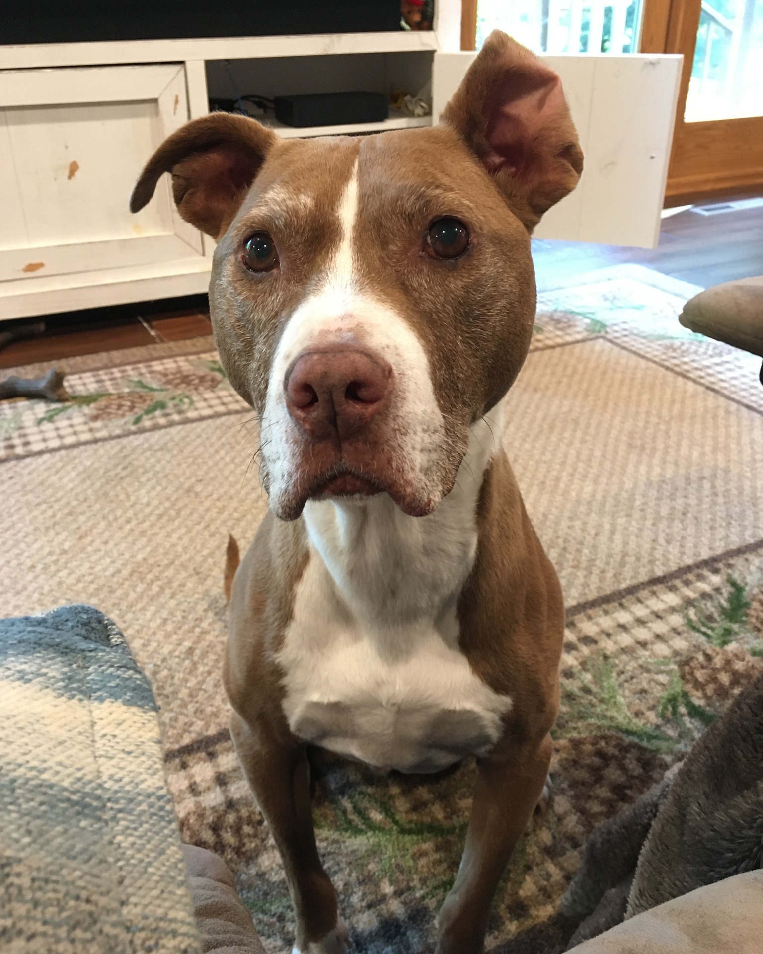 dog on rug