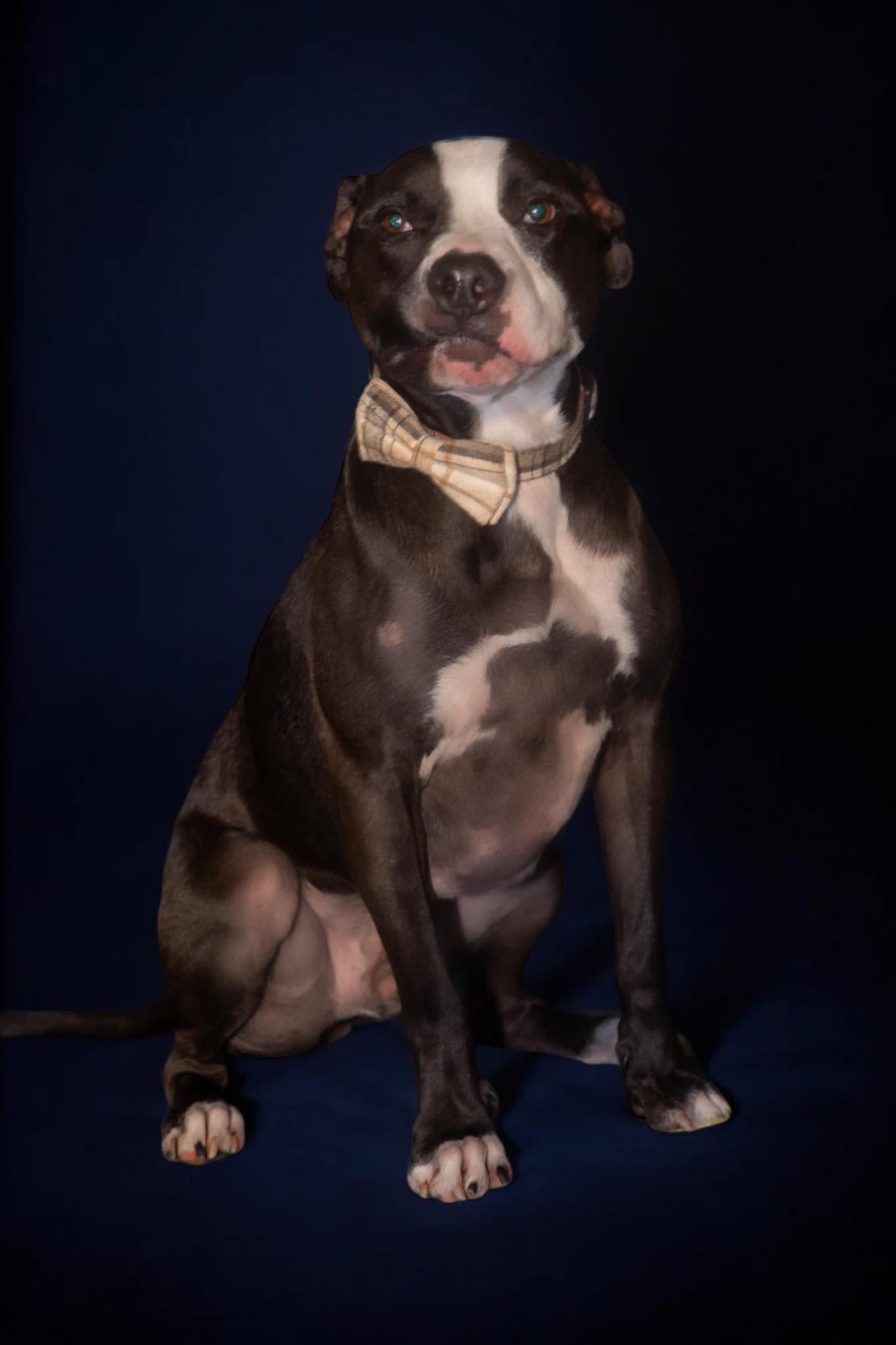 dog posing for picture