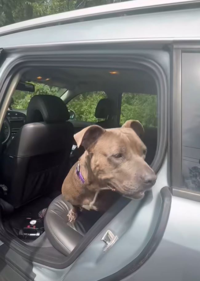 dog sitting in car
