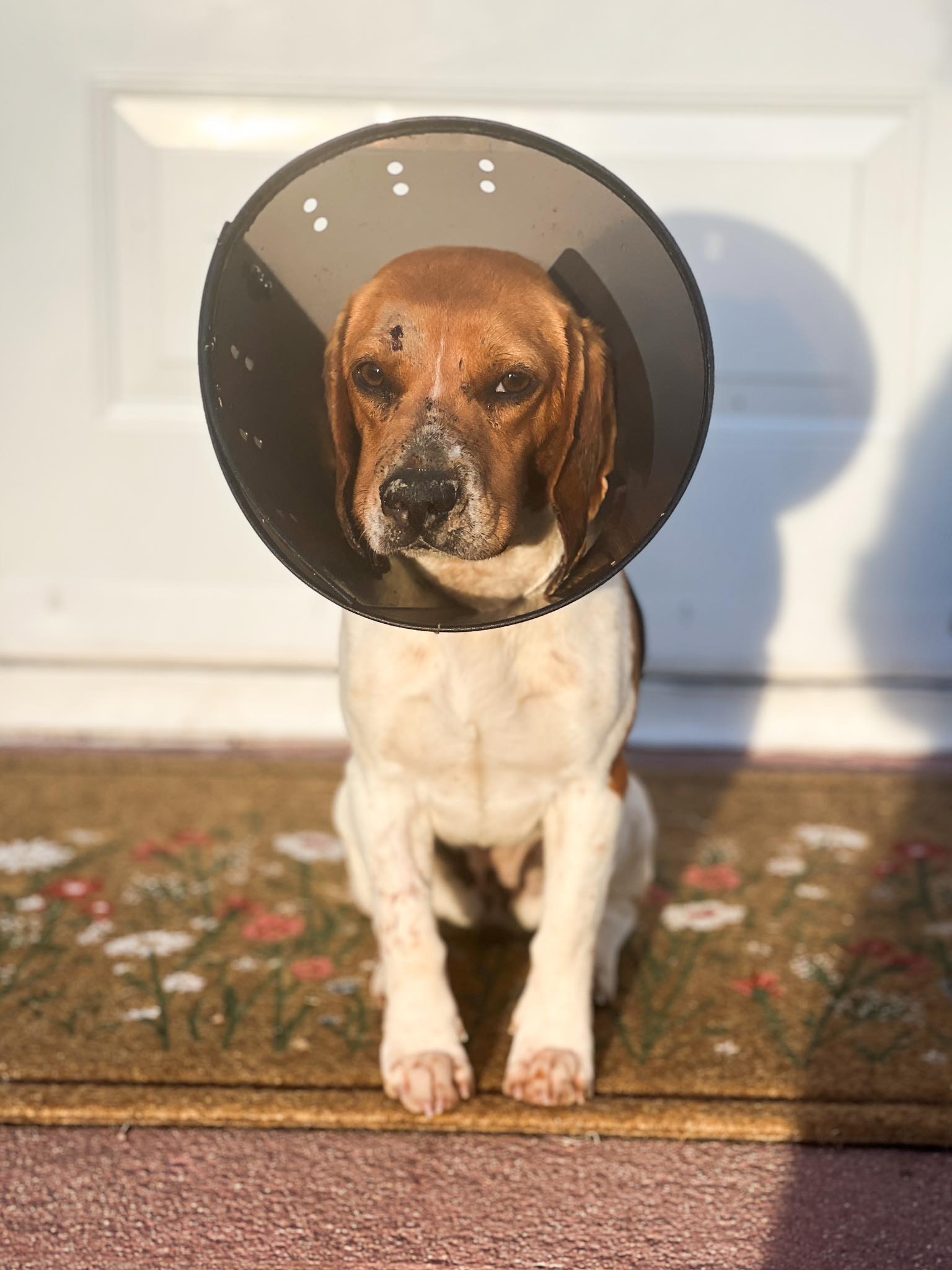 dog sitting in front of door