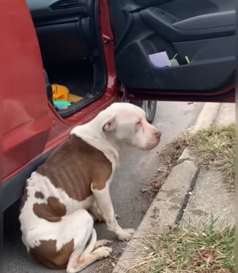 dog sitting near car