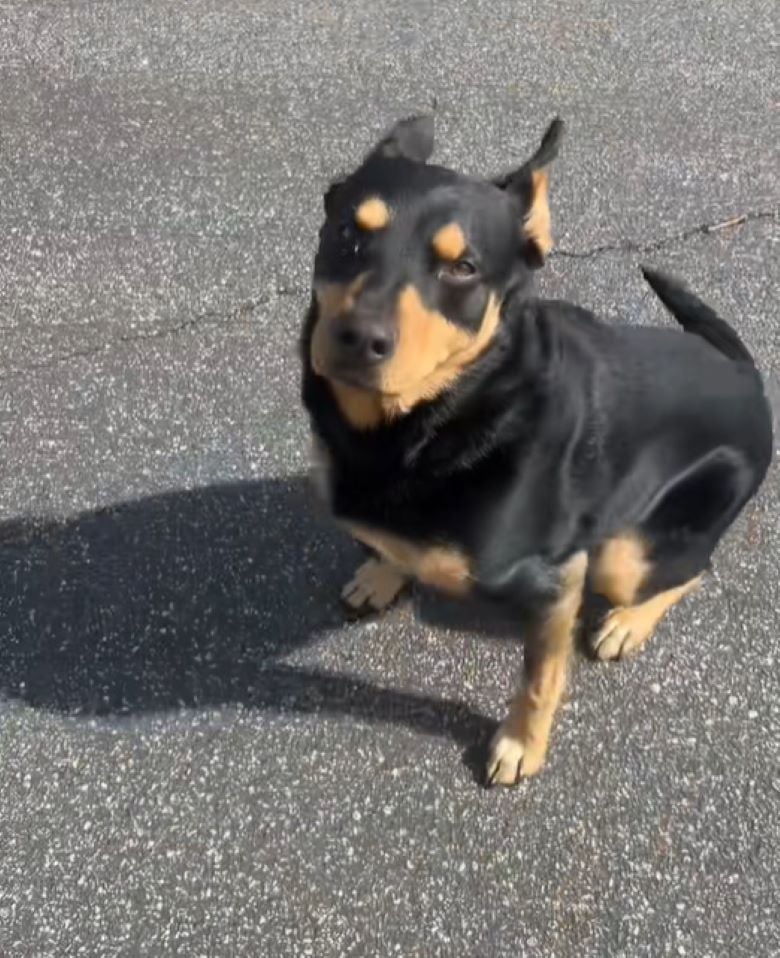 dog sitting on concrete