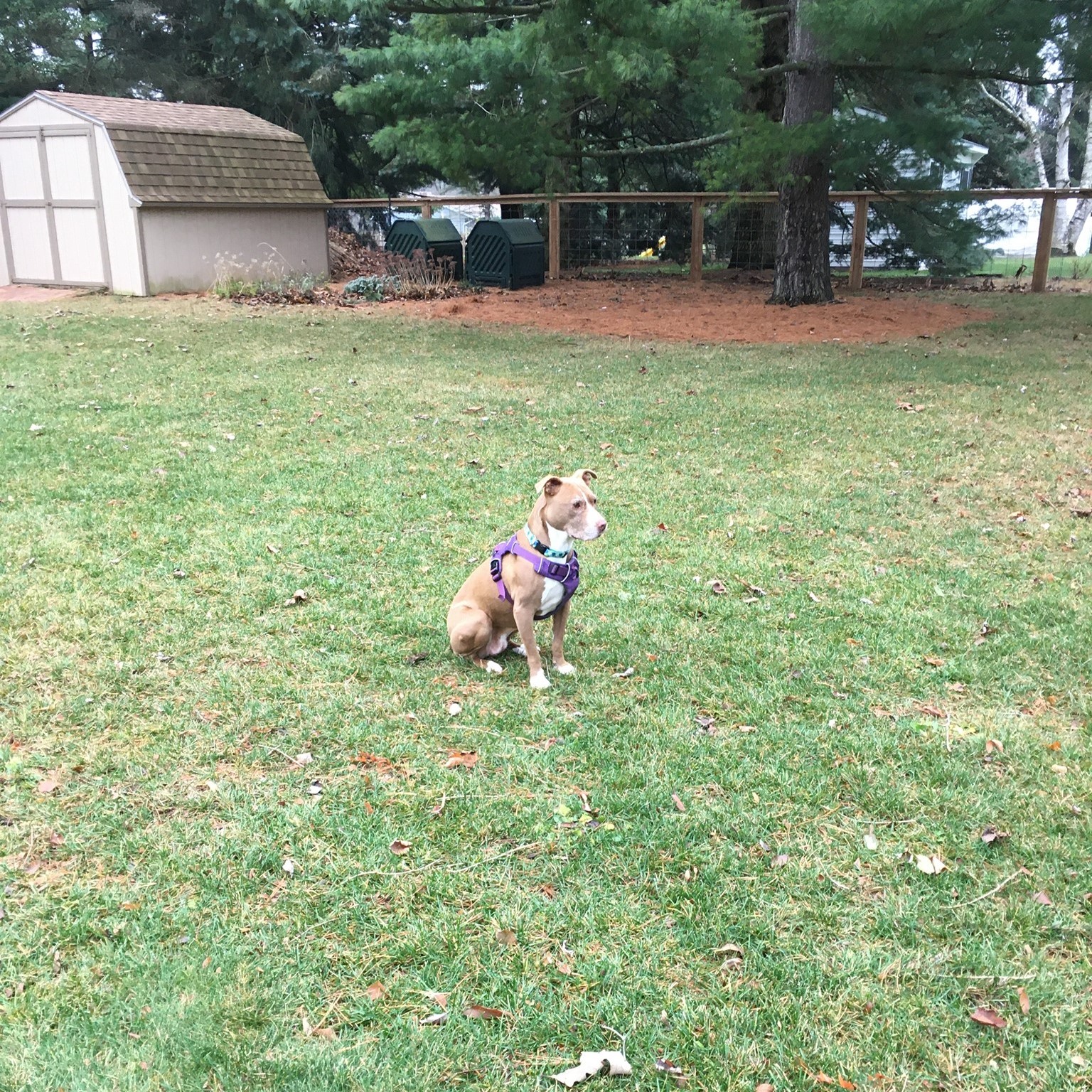 dog sitting on grass
