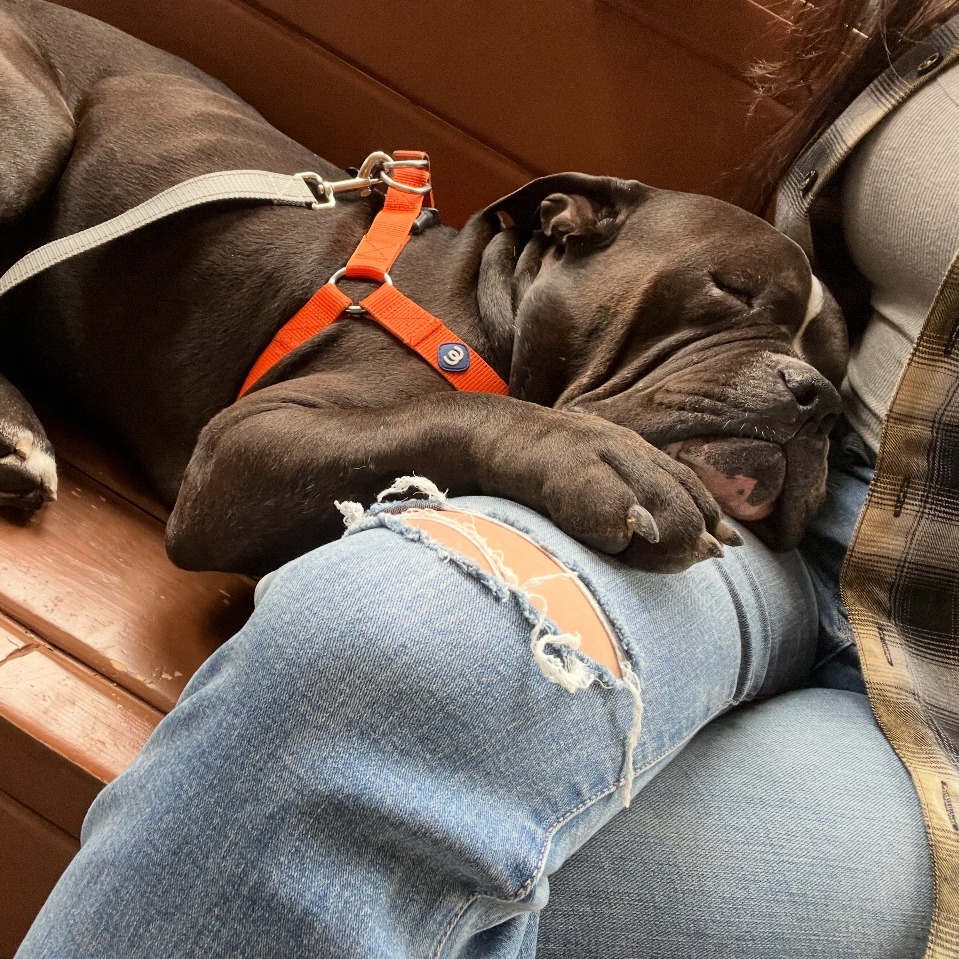 dog sleeping on woman