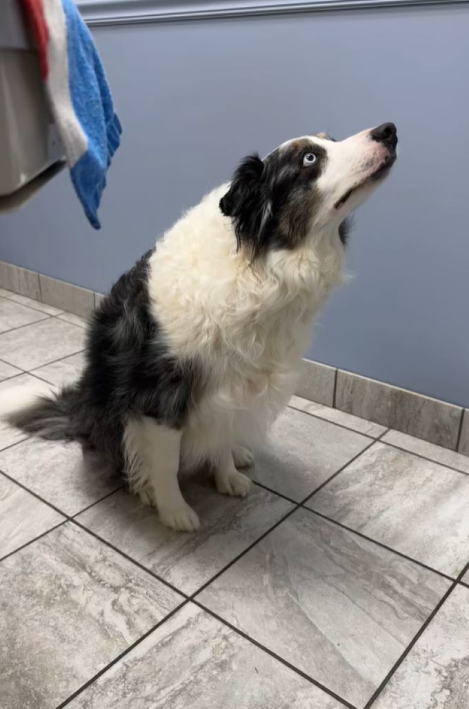 dog staring