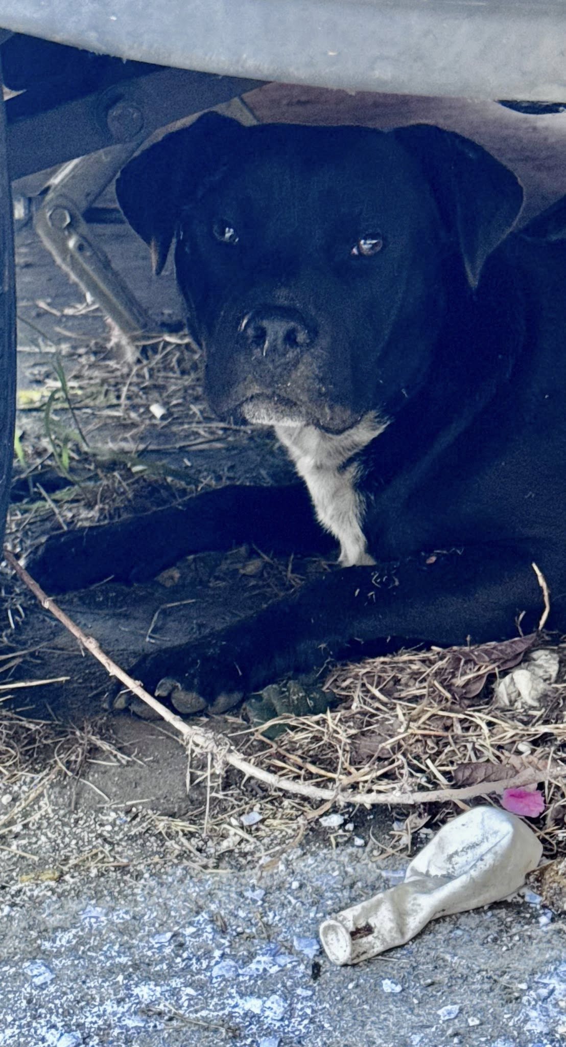 dog under car